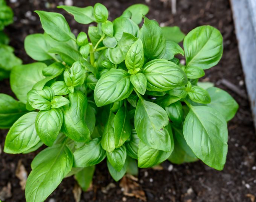 Basilic