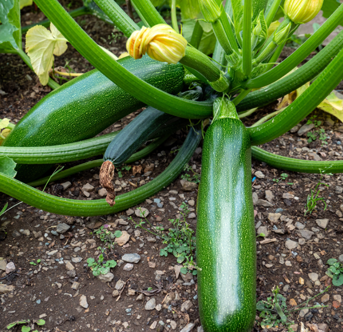 Courgettes