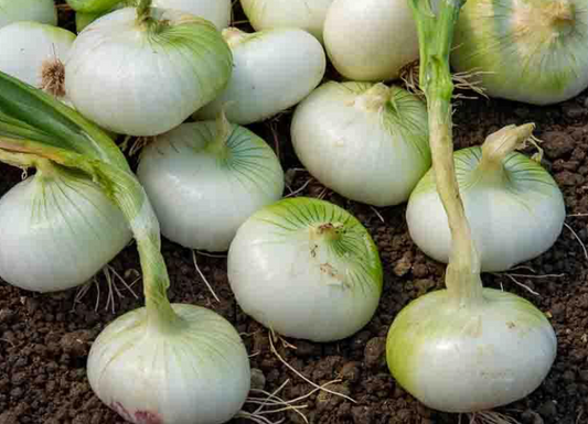 Oignons