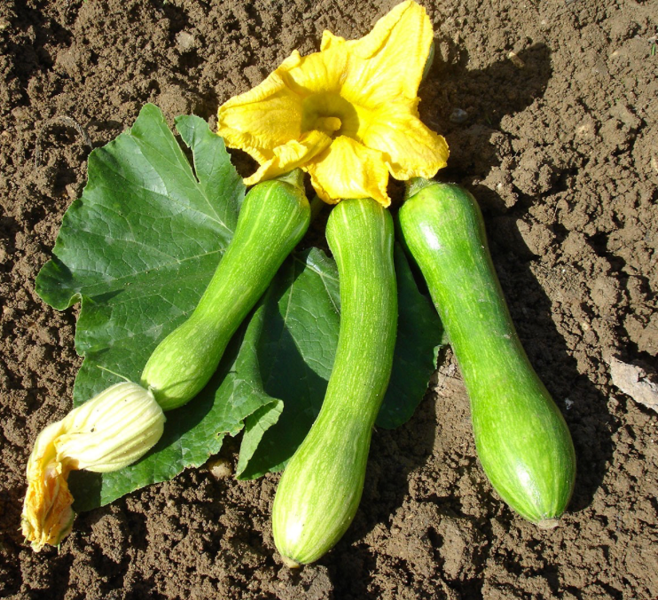 Courgettes de Nice
