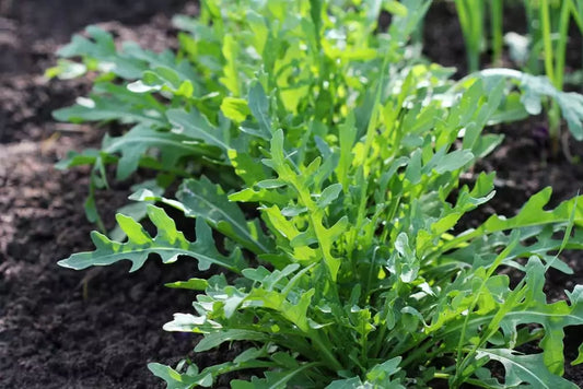 Roquette