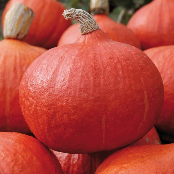 Potimarrons