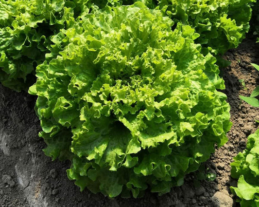 Salades