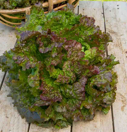 Salades