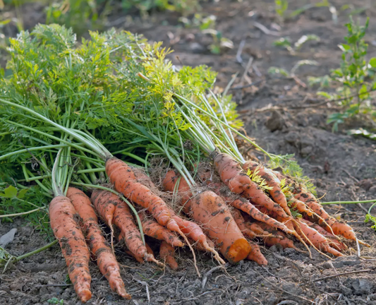 Carottes