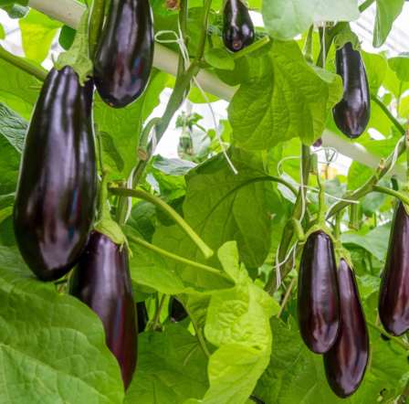 Aubergines