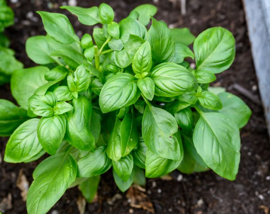 Basilic