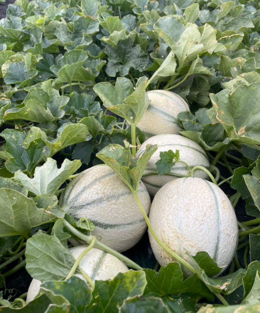Melons