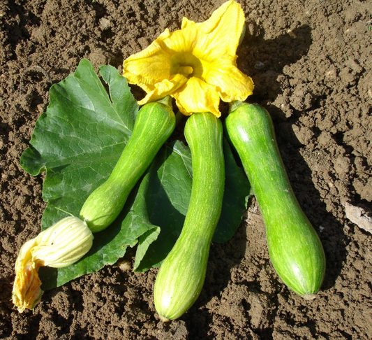 Courgettes de Nice