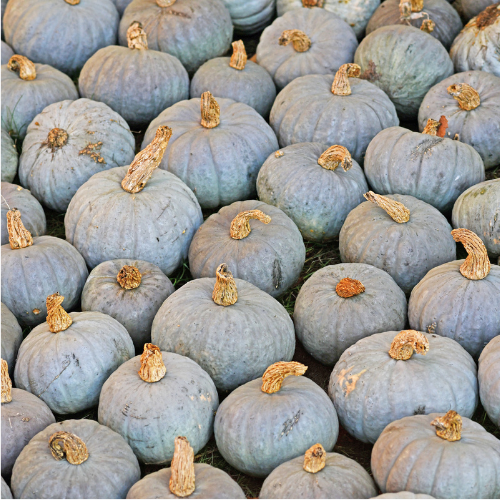 Courge de Hongrie