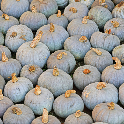 Courge de Hongrie