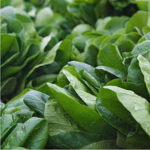 Épinards