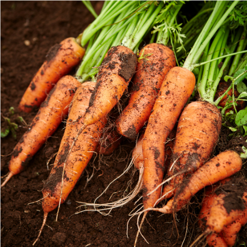 Carottes