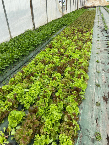 Salades