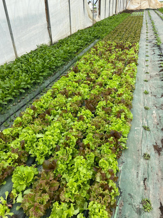 Salades