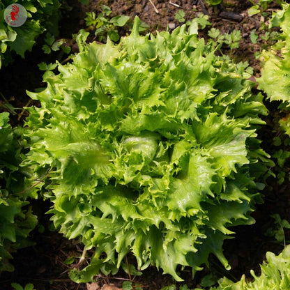 Salades