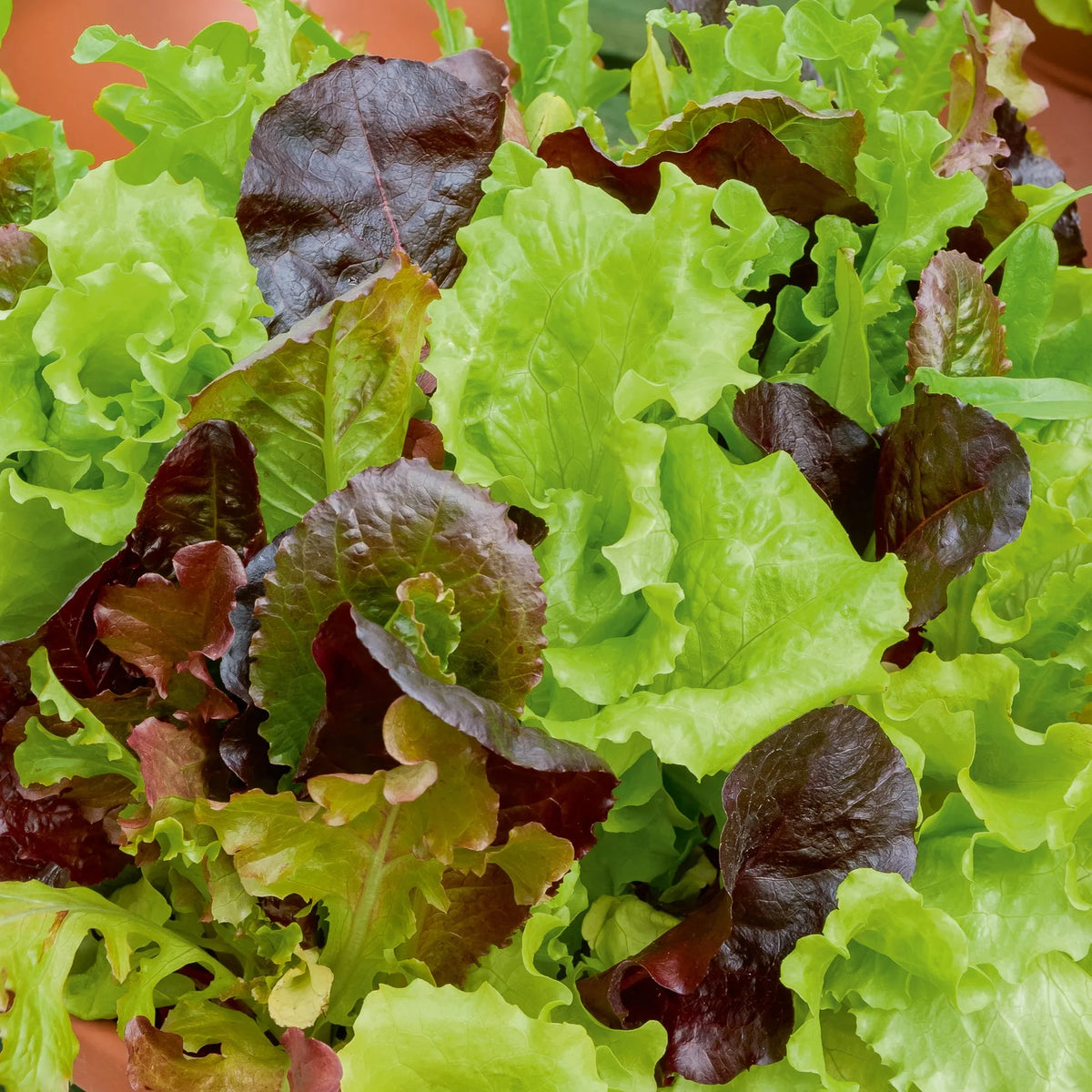 Mesclun