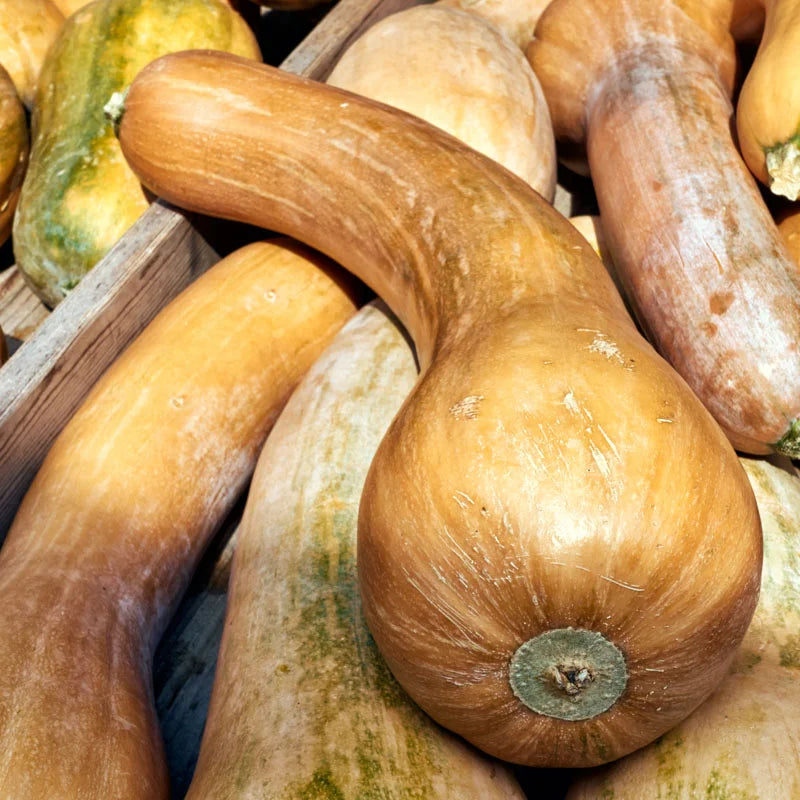 Courge longue