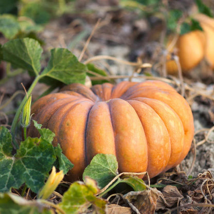 Courge muscade