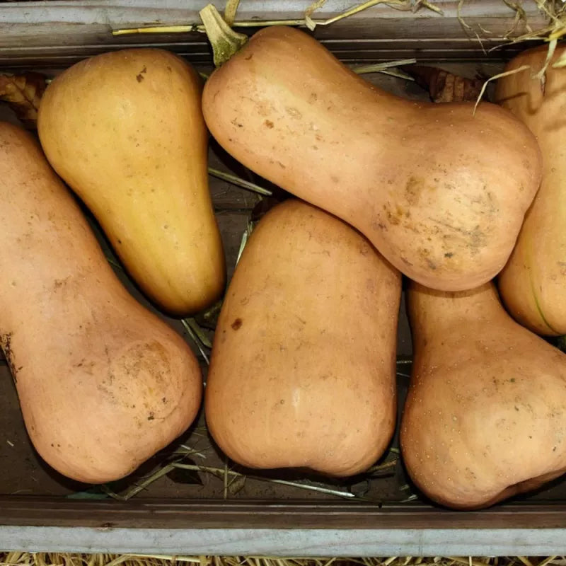 Courge butternut