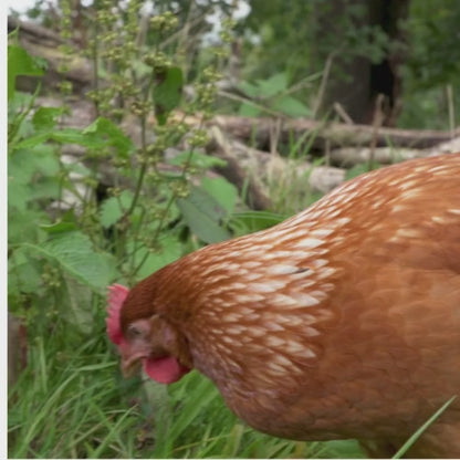 Boite de 6 Œufs de poule élevée en plein Air