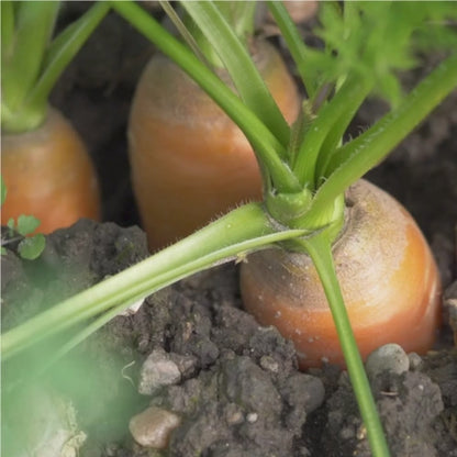 Carottes