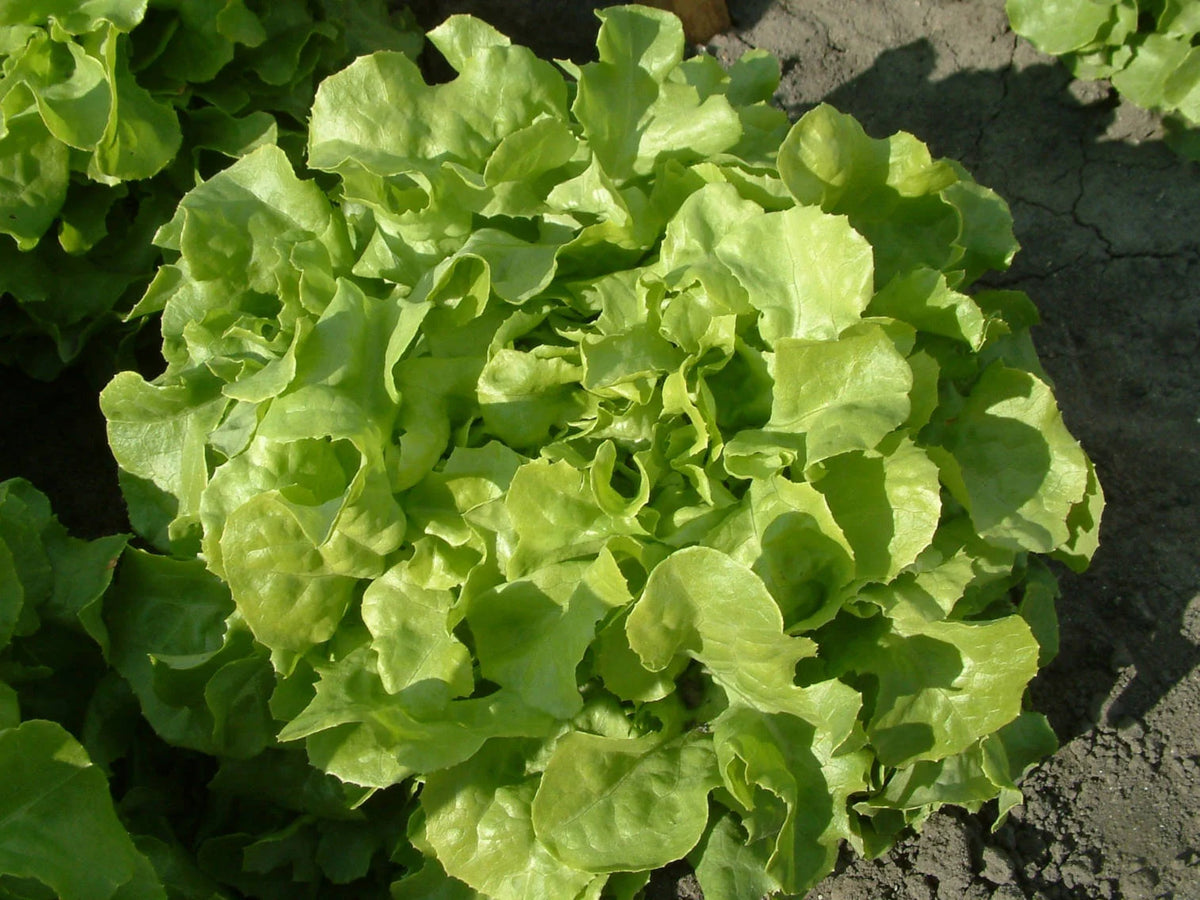 Salades